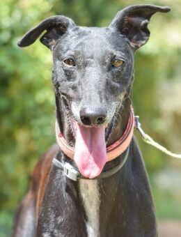 Moro sehnt sich nach Liebe und Fürsorge - Laatzen