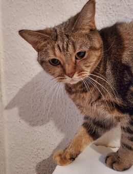 Reinrassige Bkh Katze - Berlin