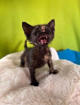 Kroha - das Terrassen-Findelkind - Kirchheim (München)