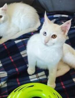 Bounty und Giotto - Garbsen