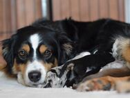Mini Australian Shepherd Welpen - Nieheim