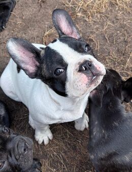 4 Zuckersüße Französische Retro Bulldoggen Welpen suchen noch ihre Familie! - Hamburg Wandsbek