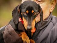 Lilly - liebe anhängliche kleine Hündin - Lohmar