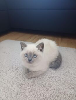 BKH Kitten - Sankt Georgen (Schwarzwald)
