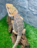 No.5 Citrus Red Blue Bartagame male (pogona vitticeps) NZ 4-25 in 22175