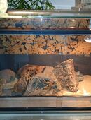 Leopardengecko , Babys mit Terrarium in 45770
