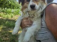 Rüde Bubuka sucht ein Zuhause - Velbert