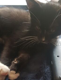 Sehr liebe kleine Kätzchen, Kitten Katzen Babys suchen ihr Zuhause - Bernburg (Saale)