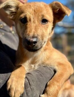 BREZEL ~ in schöner goldener Fellfarbe - Duisburg