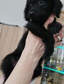 Zuckersüße Pinnypoo Welpen ab Sofort in 42659