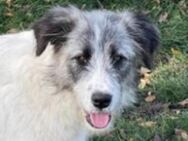 HILDE sucht ihre Menschen - Gefrees