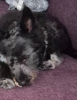 Pudel 🐩 mix - Clausthal-Zellerfeld