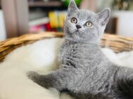 BKH kitten - Bochum Eppendorf