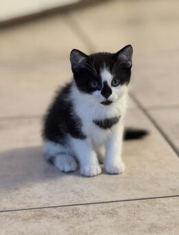 Katzenbabys Kitten Katzen Baby geb 02.05.2025 - Nürnberg
