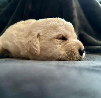 Labrador Welpen mit Papieren