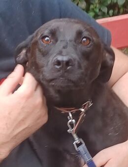 Farah, a.d.Tierschutz, sucht Happy-Home - Boxberg (Oberlausitz)