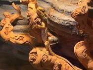 Bartagame mit Terrarium - Herten