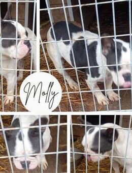 MOLLY PP Mädel will FürImmerZuhause - Neustadt (Rübenberge)