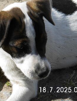 Reinrassige Jack Russell Terrier Welpen 10. Wo. - Lonnerstadt