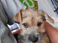 Hund Border Terrier Mischling - Dresden