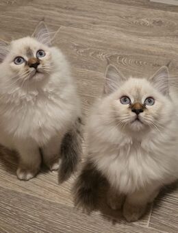 Heilige Birma Kitten‼️Tabby‼️ab 6.11 abgabebereit - Schierling