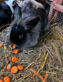 Löwenkopfzwergkaninchen in 75394