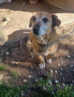 Senior Lari - Ellerbek