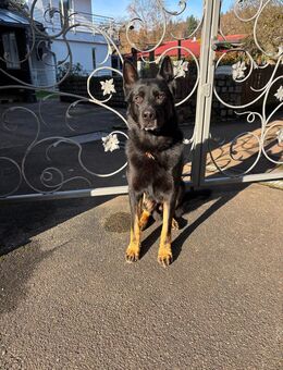 Deutscher Schäferhund - Maulburg