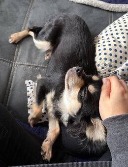 Chihuahua-Rüde Mogli sucht liebevolles Zuhause - Remscheid