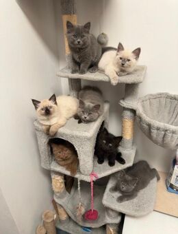 BLH Kitten / Katzenbabys / Katze / Welpen - Langenhagen