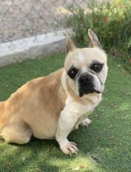 Evita - Französische Bulldogge - Mix - Bad Camberg