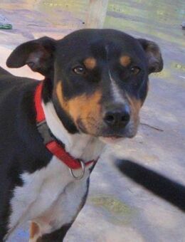 Odin-junger Mischling sucht Happy Home - Bad Camberg
