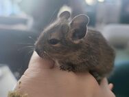 Degu Nachwuchs kann demnächst in ein neues Zuhause ziehen! - Herzogenrath