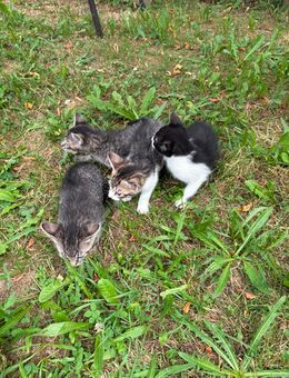 Kitten abzugeben - Freudenstadt
