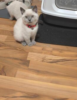 Reinrassige BKH Kitten blue Point - Erkrath (Fundort des Neanderthalers)