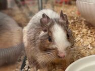 Degudame (weiblich ca. 2 Jahre alt) sucht neues Heim - Pfaffenhofen (Ilm)