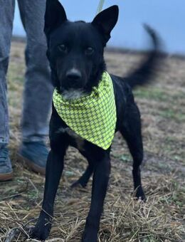 Sokol 💗verschmuster, verspielter Schatz - Hamburg