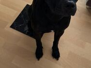 Hund sucht liebesvolles zuhause - Schwerin