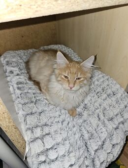 🐾 Maine Coon Kitten suchen ein liebevolles Zuhause - Solingen (Klingenstadt)