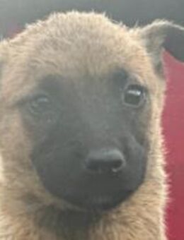 RM 80 ist ein süßer Frechdachs 🐾 - Elsdorf (Nordrhein-Westfalen)