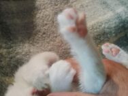 Kitten weiß Hauskatze - Krauschwitz
