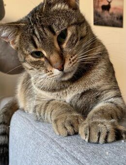 Myria braucht Sicherheit 🐱 - München