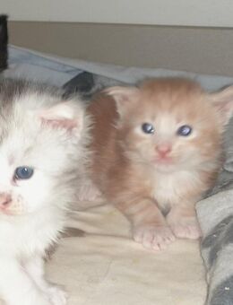 Maine Coon Kätzchen - Murrhardt