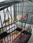 Kanarienvögel abzugeben verschiedene Farben in 91781