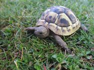 Griechische Landschildkröten THB, NZ 2024 - Reut