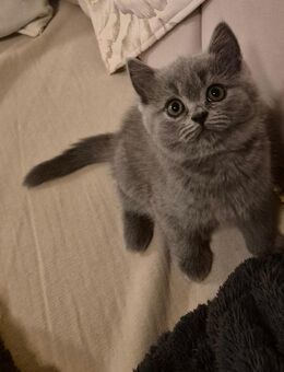 Britisch Kurzhaar Katzenbabys - Ostfildern