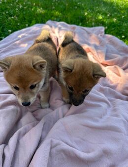 Shiba Inu Welpen - 2 Rüden suchen noch ihr Traumzuhause - Aiglsbach