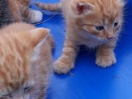 2 süße rote Kater und ein Kätzchen abzugeben - Kirchberg (Sachsen)