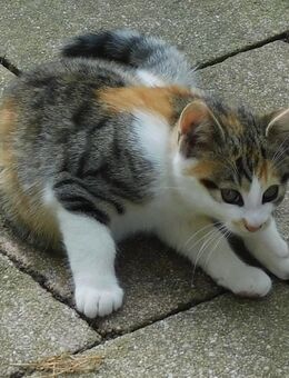 Kitten - Kätzchen - kleine Katze - Tri-color - geb. 22.06.25 - sucht ein ein tolles Zuhause mit lieben Menschen - Kalletal
