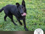 Chip 235188: Sucht ein Zuhause - Kirchzell